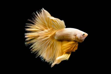 Betta balığı yarım ay ya da yarım ay palakat, aptal, saç örgüsü farklı renkte. İzole edilmiş siyah arka planda savaşan Siyam Balığı.