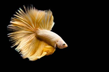 Betta balığı yarım ay ya da yarım ay palakat, aptal, saç örgüsü farklı renkte. İzole edilmiş siyah arka planda savaşan Siyam Balığı.