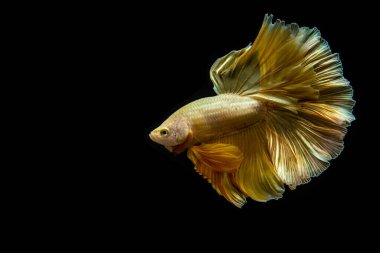 Betta balığı yarım ay ya da yarım ay palakat, aptal, saç örgüsü farklı renkte. İzole edilmiş siyah arka planda savaşan Siyam Balığı.