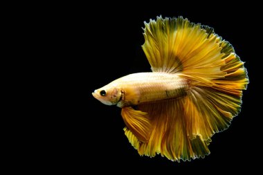 Betta balığı yarım ay ya da yarım ay palakat, aptal, saç örgüsü farklı renkte. İzole edilmiş siyah arka planda savaşan Siyam Balığı.