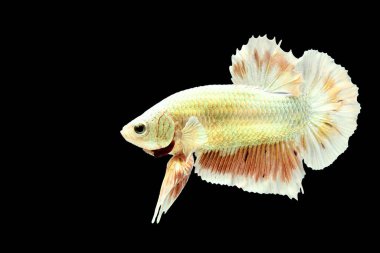 Beta balığının uzun kuyruğu, kısa kuyruğu, aptal, kısa kuyruğu ve farklı tonlarda vahşi bir tipi vardır. Tayland kökenli Siyam dövüşçü balığı. Bazıları izole edilmiş siyah, mavi ya da gri arka planda..