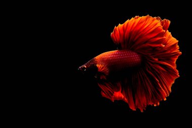 Beta balığının uzun kuyruğu, kısa kuyruğu, aptal, kısa kuyruğu ve farklı tonlarda vahşi bir tipi vardır. Tayland kökenli Siyam dövüşçü balığı. Bazıları izole edilmiş siyah, mavi ya da gri arka planda..