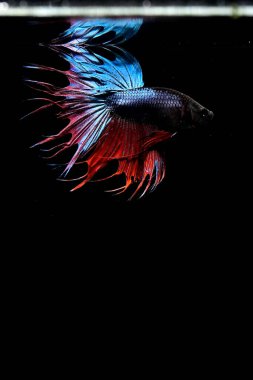 Beta balığının uzun kuyruğu, kısa kuyruğu, aptal, kısa kuyruğu ve farklı tonlarda vahşi bir tipi vardır. Tayland kökenli Siyam dövüşçü balığı. Bazıları izole edilmiş siyah, mavi ya da gri arka planda..