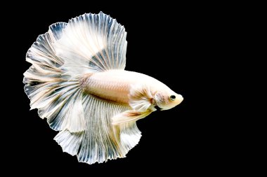 Beta balığının uzun kuyruğu, kısa kuyruğu, aptal, kısa kuyruğu ve farklı tonlarda vahşi bir tipi vardır. Tayland kökenli Siyam dövüşçü balığı. Bazıları izole edilmiş siyah, mavi ya da gri arka planda..