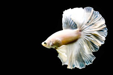 Beta balığının uzun kuyruğu, kısa kuyruğu, aptal, kısa kuyruğu ve farklı tonlarda vahşi bir tipi vardır. Tayland kökenli Siyam dövüşçü balığı. Bazıları izole edilmiş siyah, mavi ya da gri arka planda..