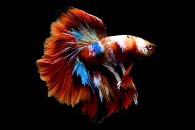 Beta balığının uzun kuyruğu, kısa kuyruğu, aptal, kısa kuyruğu ve farklı tonlarda vahşi bir tipi vardır. Tayland kökenli Siyam dövüşçü balığı. Bazıları izole edilmiş siyah, mavi ya da gri arka planda..