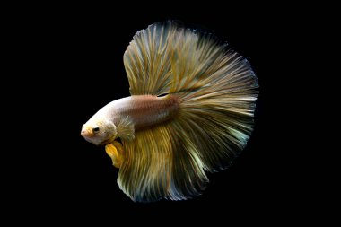 Beta balığının uzun kuyruğu, kısa kuyruğu, aptal, kısa kuyruğu ve farklı tonlarda vahşi bir tipi vardır. Tayland kökenli Siyam dövüşçü balığı. Bazıları izole edilmiş siyah, mavi ya da gri arka planda..