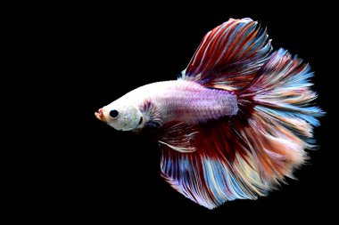 Beta balığının uzun kuyruğu, kısa kuyruğu, aptal, kısa kuyruğu ve farklı tonlarda vahşi bir tipi vardır. Tayland kökenli Siyam dövüşçü balığı. Bazıları izole edilmiş siyah, mavi ya da gri arka planda..