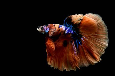 Beta balığının uzun kuyruğu, kısa kuyruğu, aptal, kısa kuyruğu ve farklı tonlarda vahşi bir tipi vardır. Tayland kökenli Siyam dövüşçü balığı. Bazıları izole edilmiş siyah, mavi ya da gri arka planda..