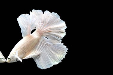 Beta balığının uzun kuyruğu, kısa kuyruğu, aptal, kısa kuyruğu ve farklı tonlarda vahşi bir tipi vardır. Tayland kökenli Siyam dövüşçü balığı. Bazıları izole edilmiş siyah, mavi ya da gri arka planda..