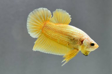 Beta balığının uzun kuyruğu, kısa kuyruğu, aptal, kısa kuyruğu ve farklı tonlarda vahşi bir tipi vardır. Tayland kökenli Siyam dövüşçü balığı. Bazıları izole edilmiş siyah, mavi ya da gri arka planda..