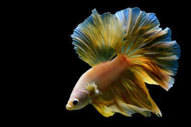 Beta balığının uzun kuyruğu, kısa kuyruğu, aptal, kısa kuyruğu ve farklı tonlarda vahşi bir tipi vardır. Tayland kökenli Siyam dövüşçü balığı. Bazıları izole edilmiş siyah, mavi ya da gri arka planda..