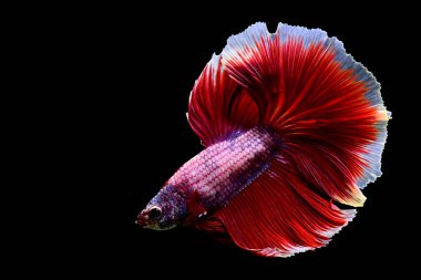 Beta balığının uzun kuyruğu, kısa kuyruğu, aptal, kısa kuyruğu ve farklı tonlarda vahşi bir tipi vardır. Tayland kökenli Siyam dövüşçü balığı. Bazıları izole edilmiş siyah, mavi ya da gri arka planda..