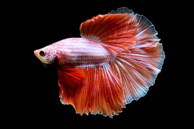 Beta balığının uzun kuyruğu, kısa kuyruğu, aptal, kısa kuyruğu ve farklı tonlarda vahşi bir tipi vardır. Tayland kökenli Siyam dövüşçü balığı. Bazıları izole edilmiş siyah, mavi ya da gri arka planda..