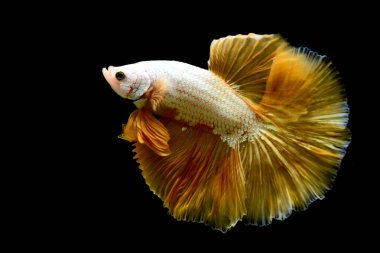 Beta balığının uzun kuyruğu, kısa kuyruğu, aptal, kısa kuyruğu ve farklı tonlarda vahşi bir tipi vardır. Tayland kökenli Siyam dövüşçü balığı. Bazıları izole edilmiş siyah, mavi ya da gri arka planda..