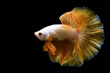 Beta balığının uzun kuyruğu, kısa kuyruğu, aptal, kısa kuyruğu ve farklı tonlarda vahşi bir tipi vardır. Tayland kökenli Siyam dövüşçü balığı. Bazıları izole edilmiş siyah, mavi ya da gri arka planda..