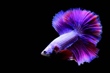 Beta balığının uzun kuyruğu, kısa kuyruğu, aptal, kısa kuyruğu ve farklı tonlarda vahşi bir tipi vardır. Tayland kökenli Siyam dövüşçü balığı. Bazıları izole edilmiş siyah, mavi ya da gri arka planda..