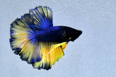 Beta balığının uzun kuyruğu, kısa kuyruğu, aptal, kısa kuyruğu ve farklı tonlarda vahşi bir tipi vardır. Tayland kökenli Siyam dövüşçü balığı. Bazıları izole edilmiş siyah, mavi ya da gri arka planda..