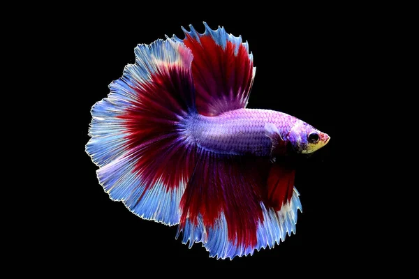물고기 Palakat 색상의 크라운 배경에 시아마 물고기 — 스톡 사진