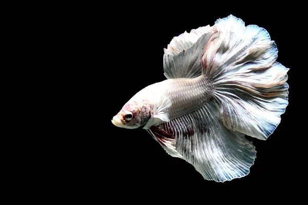 Betta Ikan Halfmoon Atau Halfmoon Palakat Dumbo Mahkota Dengan Warna — Stok Foto
