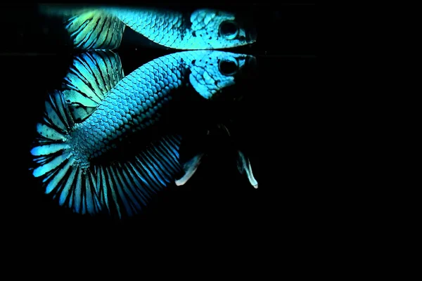 Риба Бетта Напівмісяць Або Напівмісяць Палакат Хомбо Коронки Різного Кольору — стокове фото