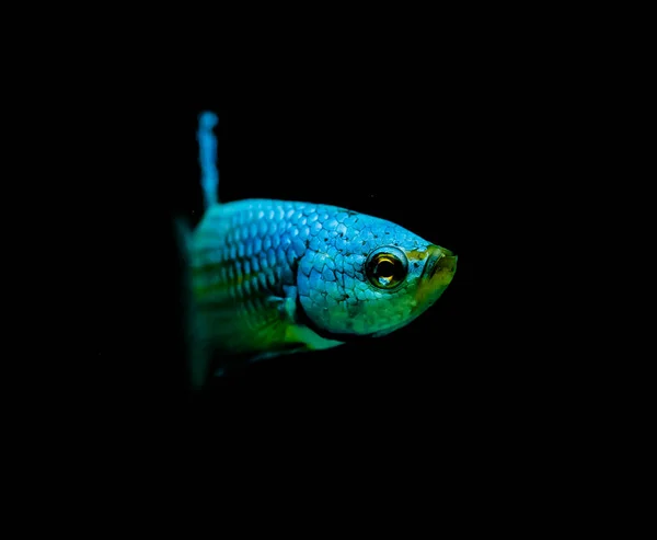 Betta Fish Wild Type Alien Green Blue Isolated Black Background — Stock Photo, Image