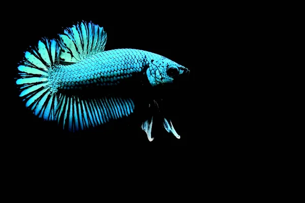 Betta Pesce Selvatico Tipo Alieno Verde Blu Fondo Nero Isolato — Foto Stock