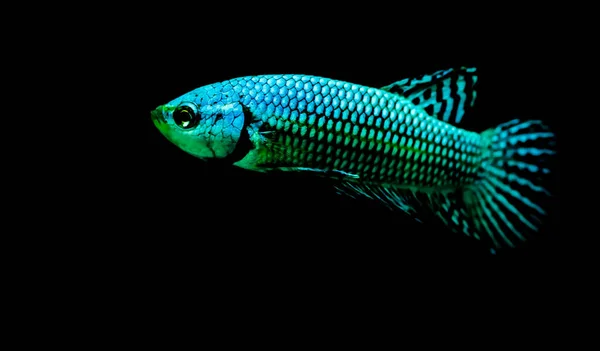 Betta Fish Wild Type Alien Green Blue Isolated Black Background — Stock Photo, Image