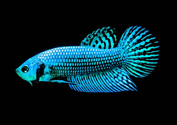 태국에서 검은색 배경에 물고기 외계인 파란색 — 스톡 사진