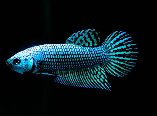 태국에서 검은색 배경에 물고기 외계인 파란색 — 스톡 사진