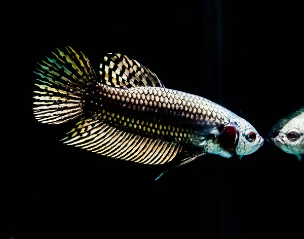 태국에서 검은색 배경에 물고기 외계인 — 스톡 사진