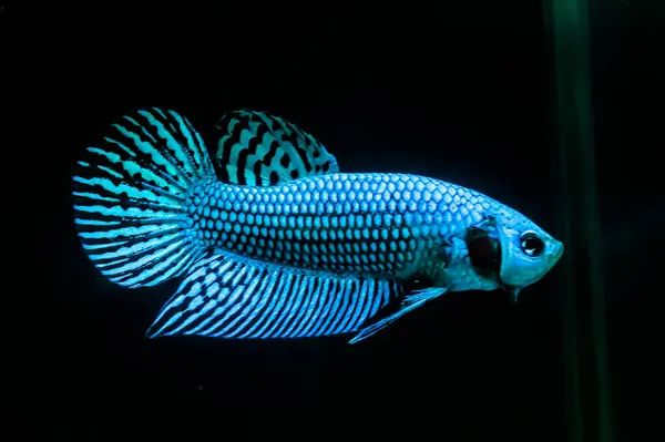 原产于泰国 原产于孤立的黑色背景上的贝塔鱼野生型异形绿色或蓝色 — 图库照片