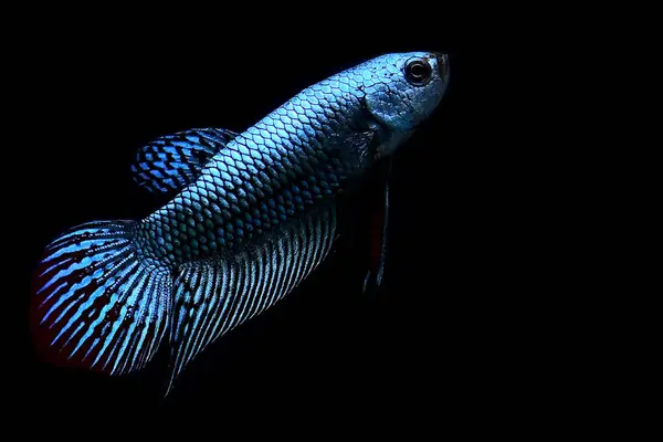 贝塔鱼半月形长尾 和野生类型在不同的色调的颜色和风格 暹罗的战斗鱼原产于泰国 有的背景是孤立的黑色 蓝色或灰色 — 图库照片