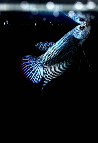 물고기 크라운 색상과 스타일의 시아마 물고기는 태국에서 일부는 파란색 배경에 — 스톡 사진
