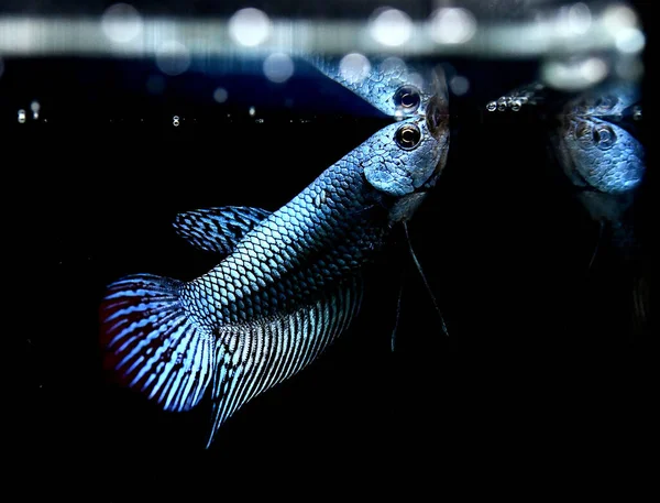 贝塔鱼半月形长尾 和野生类型在不同的色调的颜色和风格 暹罗的战斗鱼原产于泰国 有的背景是孤立的黑色 蓝色或灰色 — 图库照片