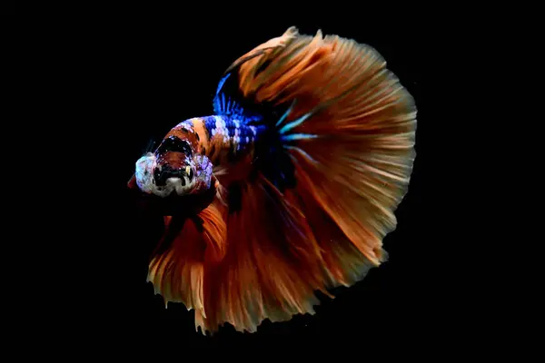 Риба Бетта Напівмісяць Довгий Хвіст Короткий Хвіст Хомбо Коронки Дикий — стокове фото