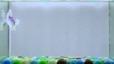 Beta balığı uzun kuyruk, kısa kuyruk, kısa kuyruk, örtü kuyruk, Tayland 'dan Vahşi Tür ve Dumbo izole edilmiş Siyah, Mavi veya Gri arka planda savaşan Siyam Balığı.