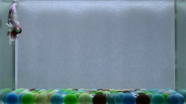 Beta balığı uzun kuyruk, kısa kuyruk, kısa kuyruk, örtü kuyruk, Tayland 'dan Vahşi Tür ve Dumbo izole edilmiş Siyah, Mavi veya Gri arka planda savaşan Siyam Balığı.