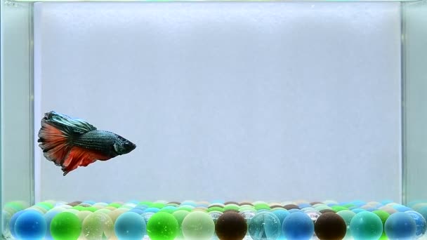 ベッタ魚ハーフムーンロングテール ショートテール クラウンテール ヴェイチル タイのワイルドタイプとダンボ 孤立したブラック ブルーまたはグレーの背景でシアムの戦闘魚 — ストック動画