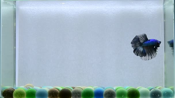 Риба Бетта Напівмісяць Довгий Хвіст Короткий Хвіст Коронки Вейніл Дикий — стокове відео