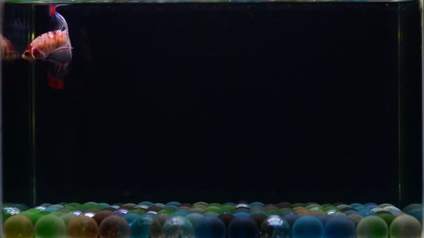물고기 하프문 크라운 베아트릴 태국에서 파란색 배경에 시아마 물고기 — 비디오