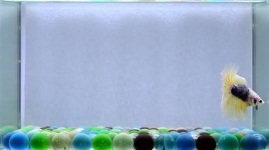 Beta balığı uzun kuyruk, kısa kuyruk, kısa kuyruk, örtü kuyruk, Tayland 'dan Vahşi Tür ve Dumbo izole edilmiş Siyah, Mavi veya Gri arka planda savaşan Siyam Balığı.