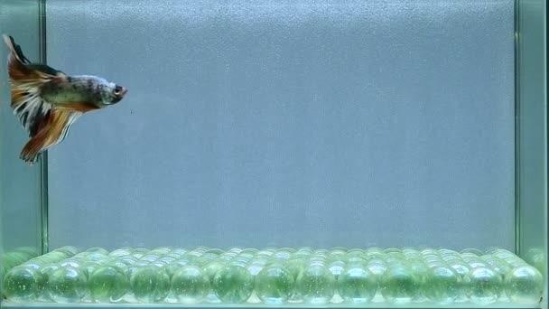 Betta Fish Halfmoon Μακριά Ουρά Μικρή Ουρά Crowntails Veiltail Wild — Αρχείο Βίντεο