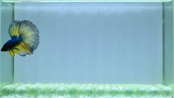 Риба Бетта Напівмісяць Довгий Хвіст Короткий Хвіст Коронки Вейніл Дикий — стокове відео
