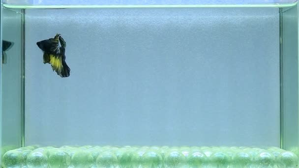 ベッタ魚ハーフムーンロングテール ショートテール クラウンテール ヴェイチル タイのワイルドタイプとダンボ 孤立したブラック ブルーまたはグレーの背景でシアムの戦闘魚 — ストック動画