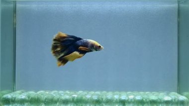 Beta balığı uzun kuyruk, kısa kuyruk, kısa kuyruk, örtü kuyruk, Tayland 'dan Vahşi Tür ve Dumbo izole edilmiş Siyah, Mavi veya Gri arka planda savaşan Siyam Balığı.