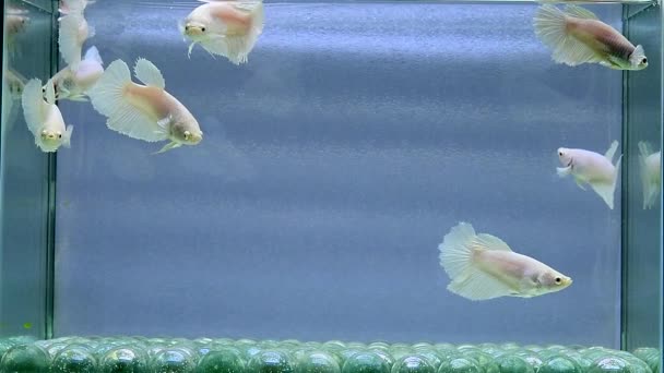 Betta Fish Halfmoon Long Tail Short Tail Crowntails Veiltail Wild — Vídeo de Stock