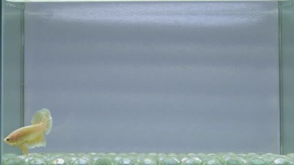 来自泰国的贝塔鱼 半月形长尾鱼 短尾鱼 皇尾鱼 维里尾鱼 野生鱼和丹宝鱼 背景为黑色 蓝色或灰色的暹罗战斗鱼 — 图库视频影像