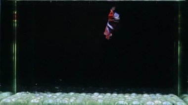 Beta balığı uzun kuyruk, kısa kuyruk, kısa kuyruk, örtü kuyruk, Tayland 'dan Vahşi Tür ve Dumbo izole edilmiş Siyah, Mavi veya Gri arka planda savaşan Siyam Balığı.