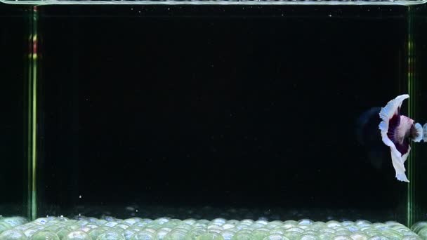 来自泰国的贝塔鱼 半月形长尾鱼 短尾鱼 皇尾鱼 维里尾鱼 野生鱼和丹宝鱼 背景为黑色 蓝色或灰色的暹罗战斗鱼 — 图库视频影像